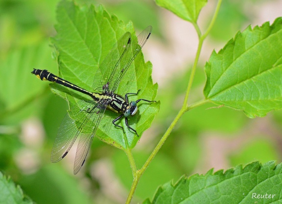 Gemeine Keiljungfer (Gomphus vulgatissimus)